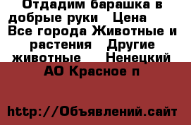 Отдадим барашка в добрые руки › Цена ­ 1 - Все города Животные и растения » Другие животные   . Ненецкий АО,Красное п.